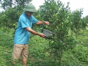 Thời gian gần đây, huyện Cao Phong thực hiện mô hình liên kết phối hợp với nông dân có đất để phát triển vùng cam hàng hóa đạt hiệu quả. Trong ảnh: Nông dân xã Tân Phong- Cao Phong chăm sóc cam năm thứ 4 từ mô hình liên kết trồng cam.